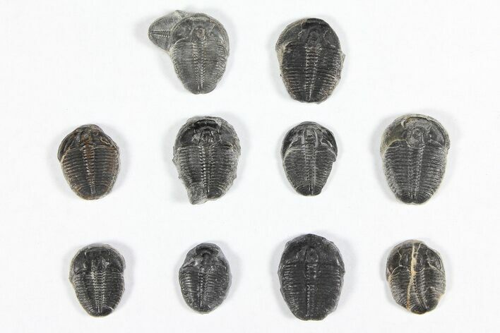 Lot: / Elrathia Trilobites - Pieces #91936